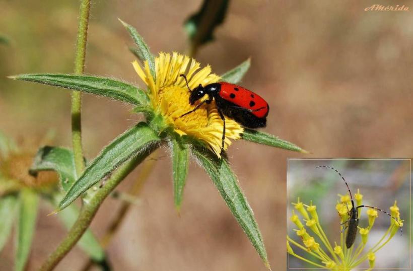 escarabajo-rojo-de-lunares-mylabris-quadripunctata y otro longicorne