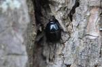 Escarabajo negro