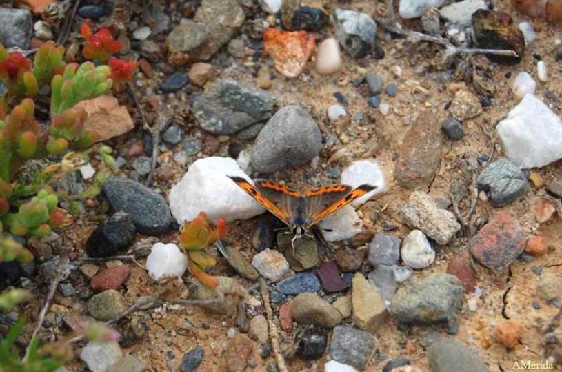 mariposa manto oscuro (lycaena bleusei)