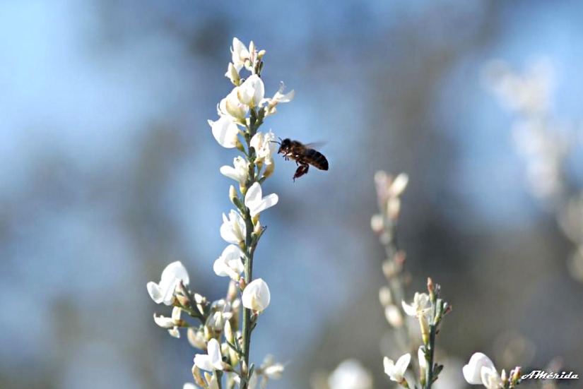 retama blanca (Retama monosperma), abeja
