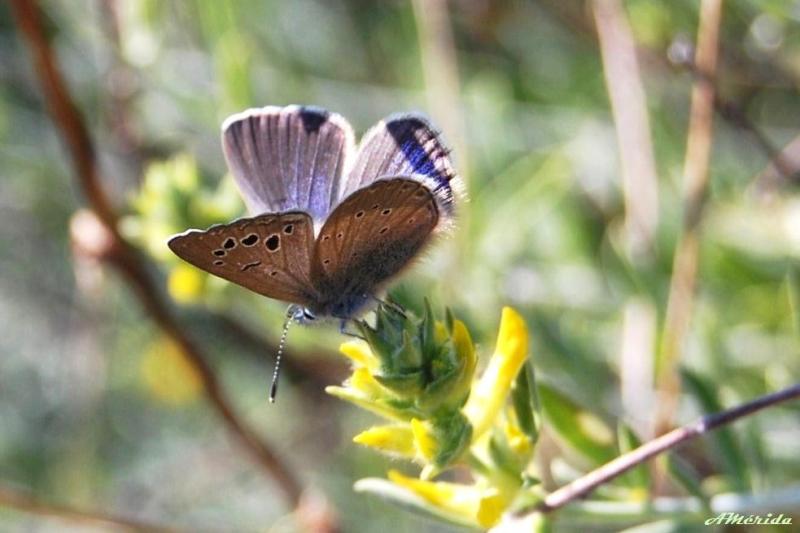 mariposa-azul-hembra (Glaucopsyche melanops)