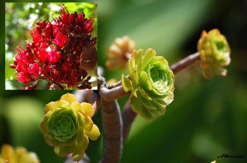 Planta del aire (Aeonium arboreum) y Árbol de loro (Schotia brachypetala)