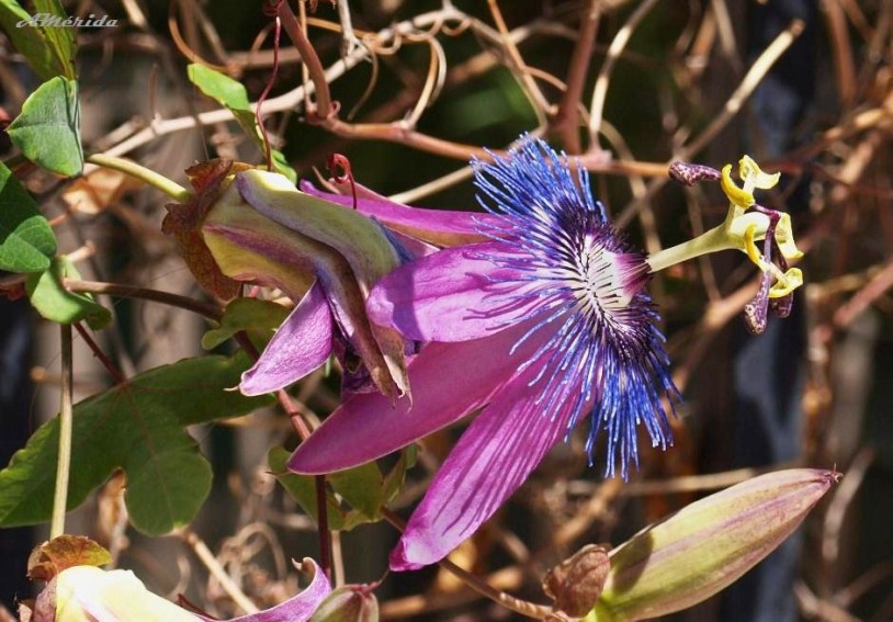 Flor de la pasión (Passiflora caerulea)
