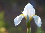 Lirio común o barbado (Iris germanica)