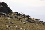 Cabra montesa por el Alto del Chorrillo