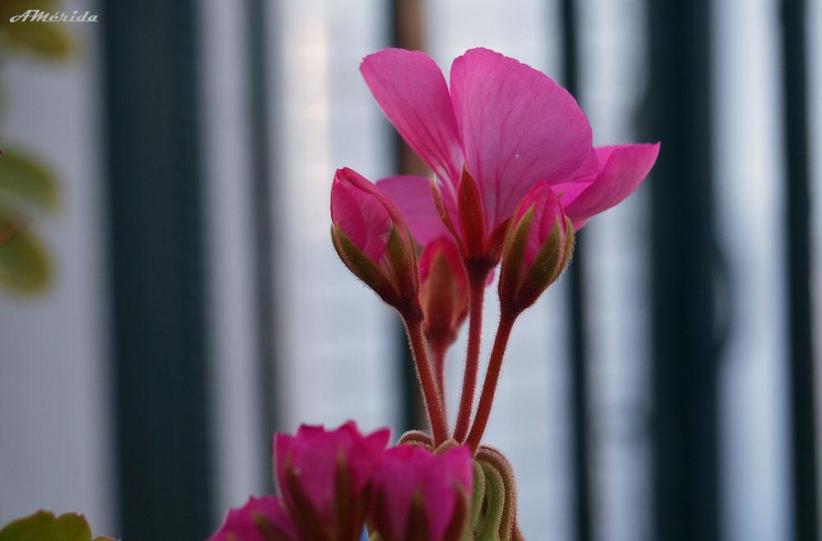 Flor de pelargonio