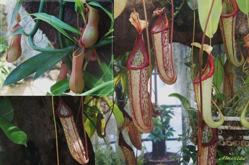 Planta carnívora (Nepenthes miranda) y Nepenthes ventrata