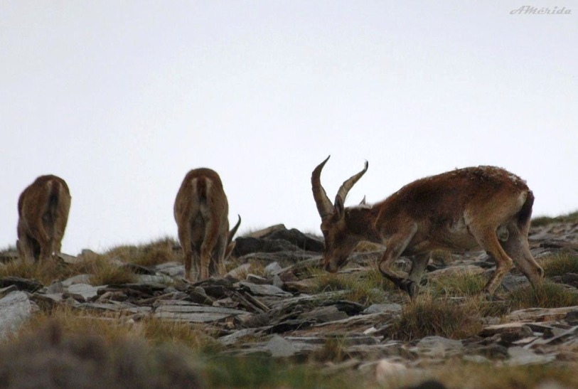 ibex, Capra pyrenaica