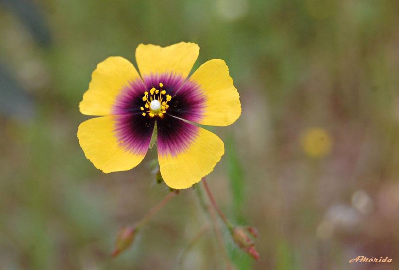 flor debhierba turmera (tuberaria guttata)