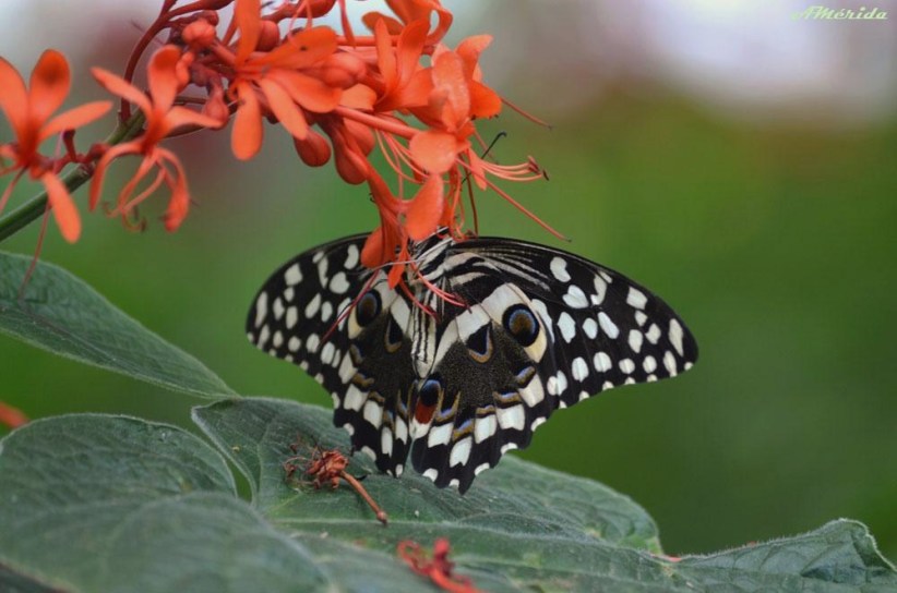 Mariposa de Navidad, papilo de los cítricos (Papilio demodocus)