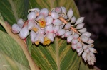 Azucena de porcelana (Alpinia zerumbet)