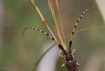 Escarabajo logicornio (Agapanthia cardui)
