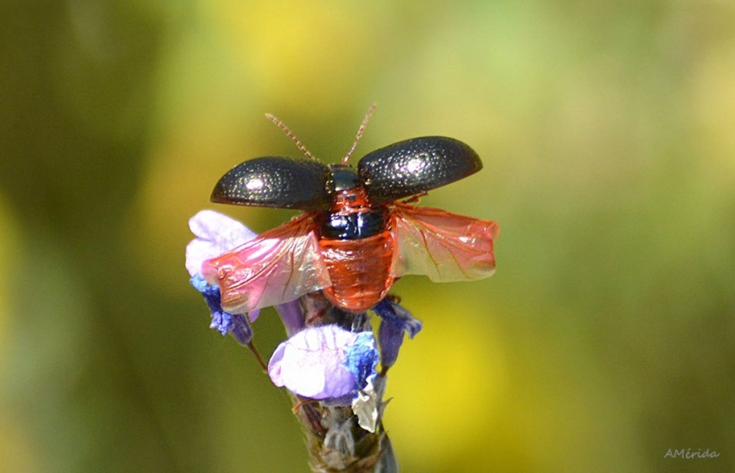 Escarabajo de la menta (Chrysolina bankii), scarabées, Beetles, Käfer, coleotteri, besouros