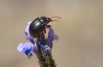 Escarabajo de la menta (Chrysolina bankii)