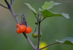 Dulcamara (Solanum dulcamara)