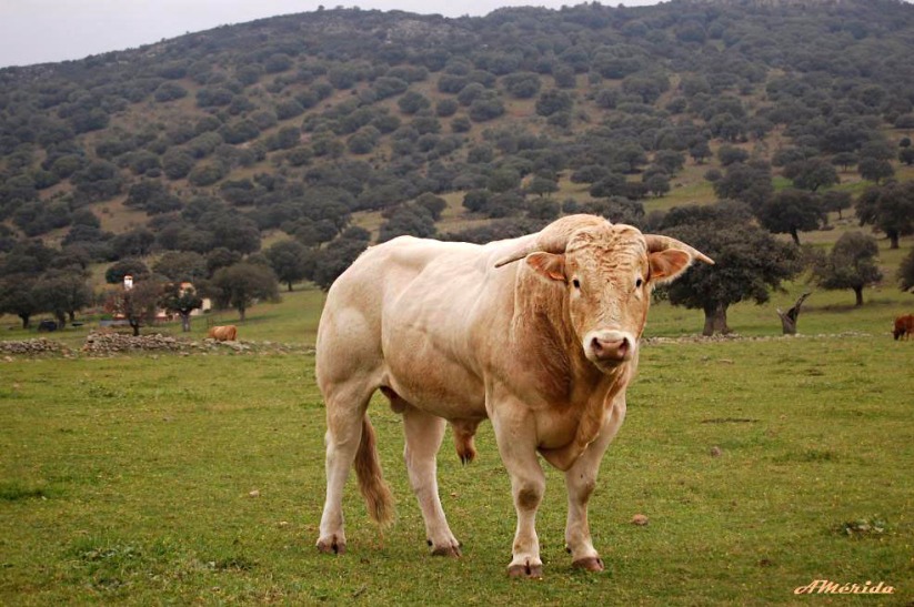 toro, Taureaux, vaches