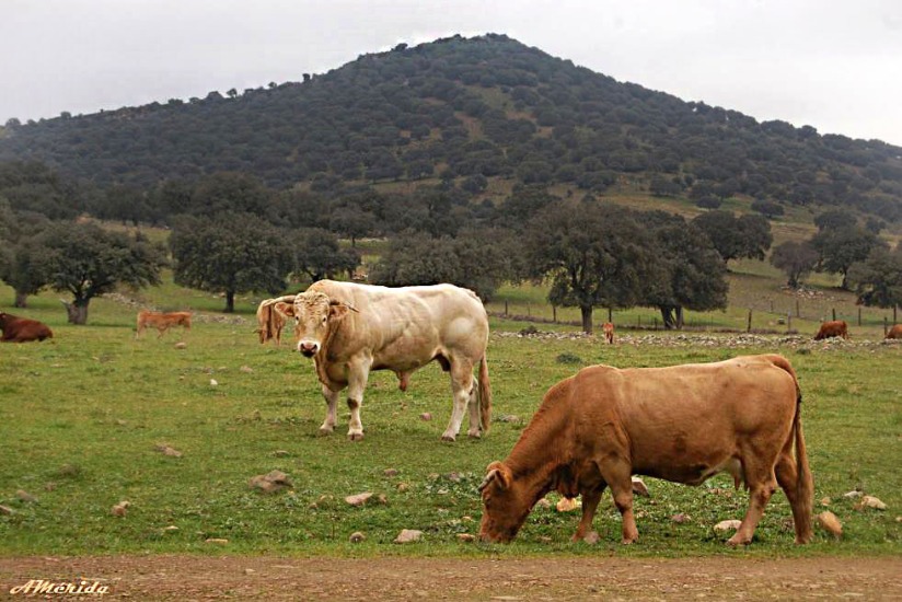 vacas y toros, Bull, cow, Stier, Kuh, taureau, vache
