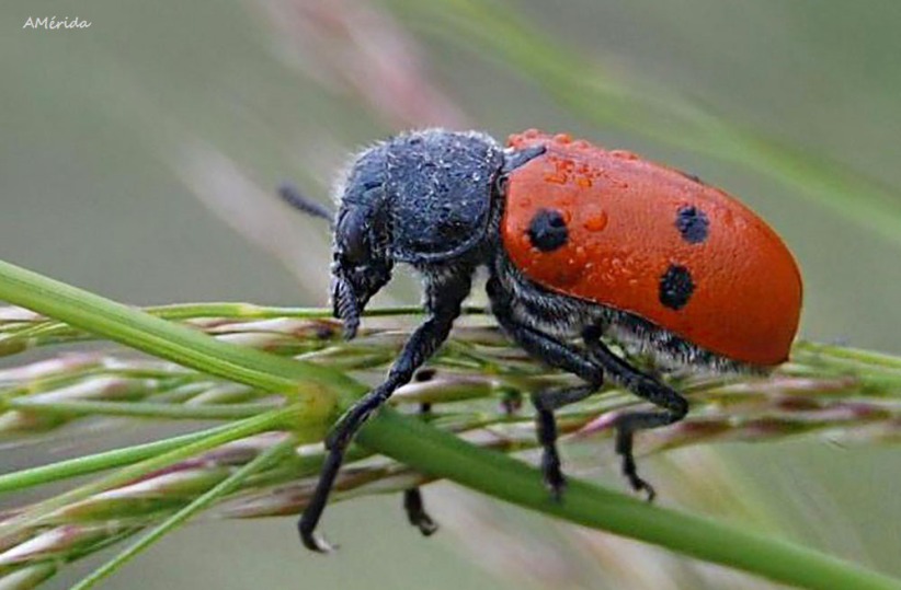 Escarabajo rojo con lunares (Lachnaia sexpunctata), insetti,