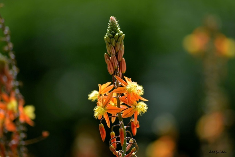 Flor naranja, flor amarilla, bulbine amarillo, flor de serpiente o cola de gato (Bulbine frutescens)