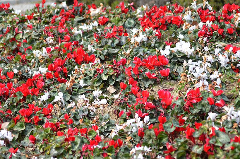 Ciclamen, pamporcino o pan de puerco (Cyclamen balearicum), flor blanca, flor roja