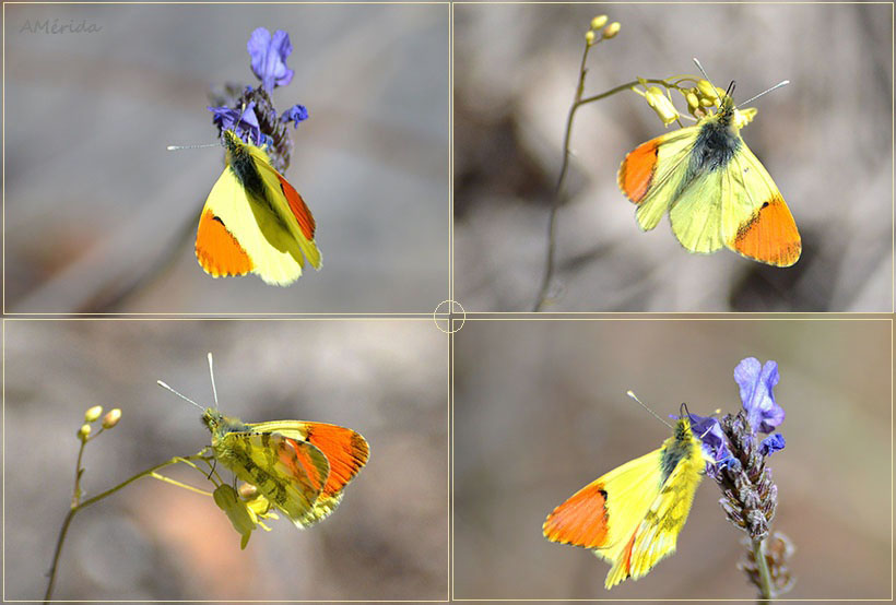 Mariposa banderita española (Anthocharis euphenoides), insectos, mariposa amarilla y naranja