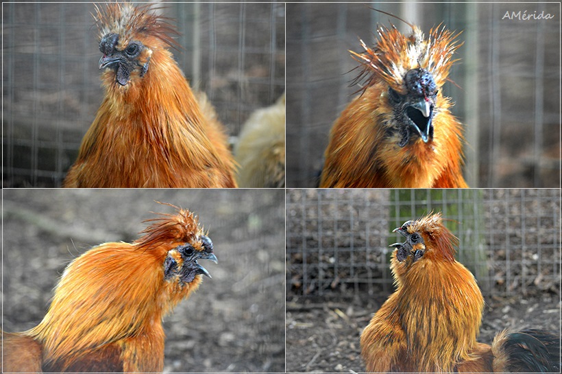 gallo Sedoso del Japón