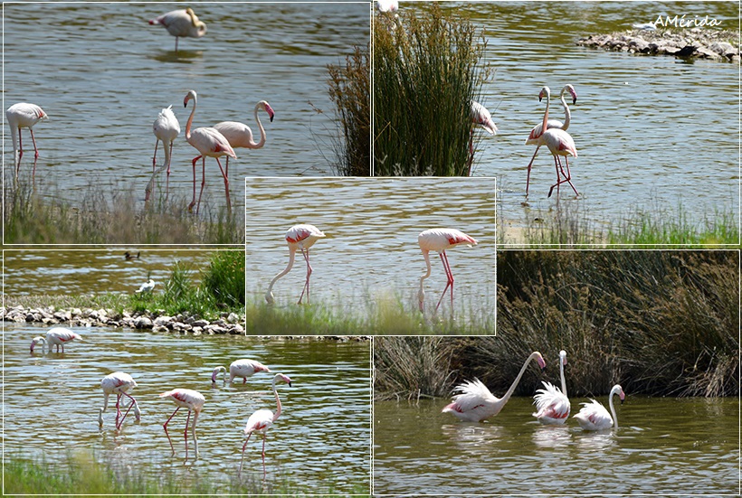  greater flamingo, fenicotteri, flamants, flamingo