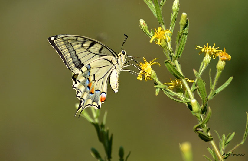 Mariposa macaón (Papilio machaon)