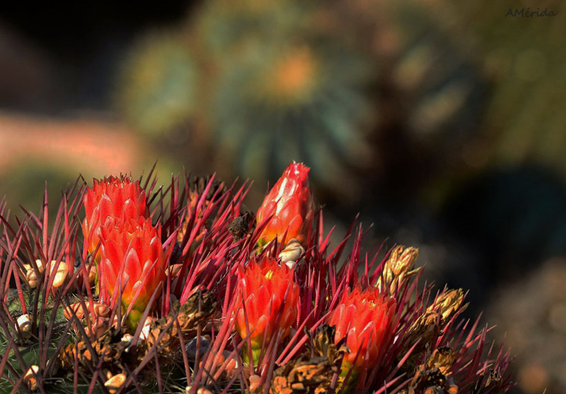 Flores de cactus barril