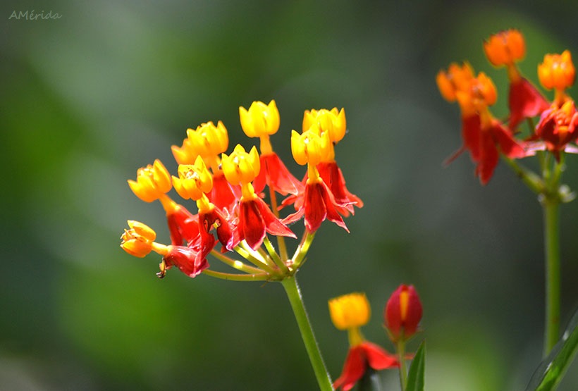 Flor de Sangre (Asclepia curassavica)